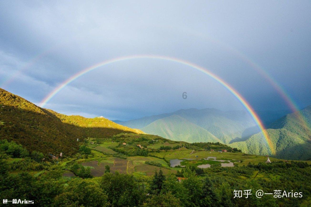 这是什么树